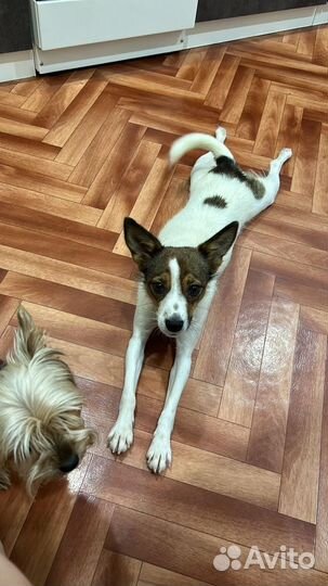 Собака в добрые руки