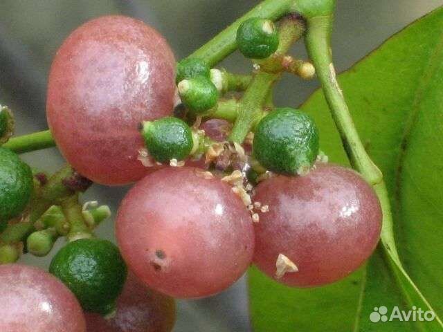 Экзотические комнатные растения