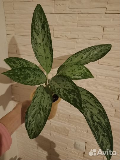 Гринлайт аглаонема