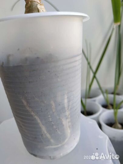 Листья Лука индийского