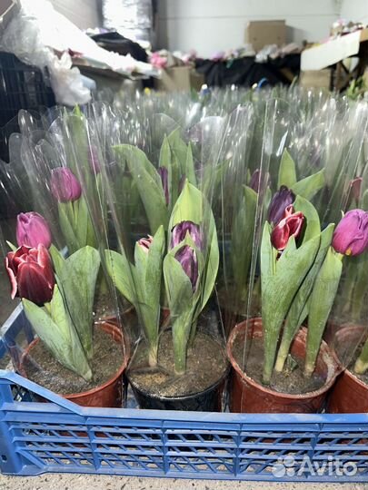 Цветы тюльпаны и букеты с доставкой