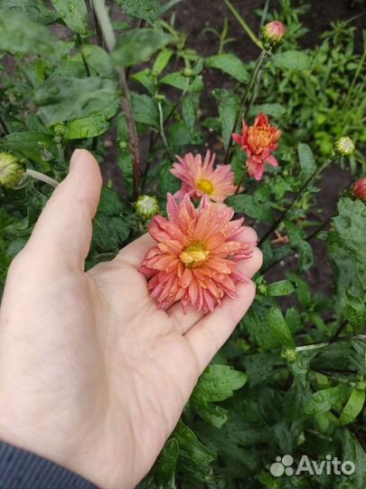 Рассада хризантемы