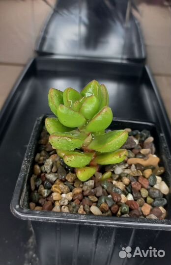 Крассулы / Суккуленты