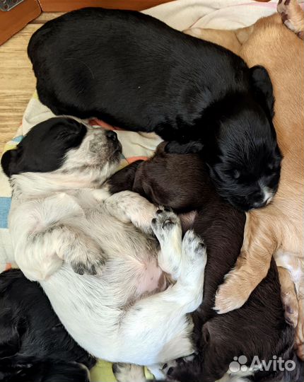 Щенки русского спаниеля