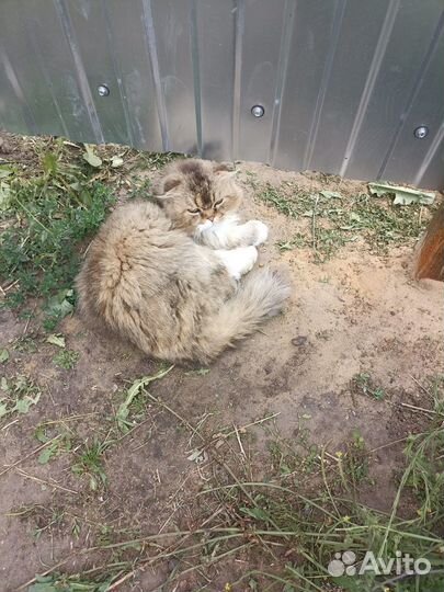 Шотландцы кот