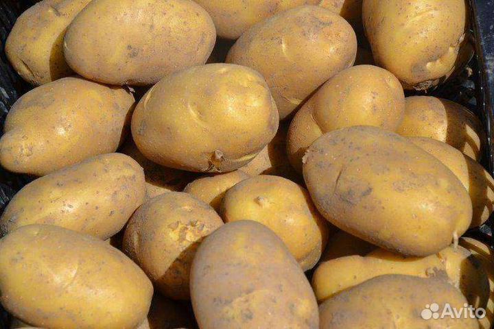 Продам картофель