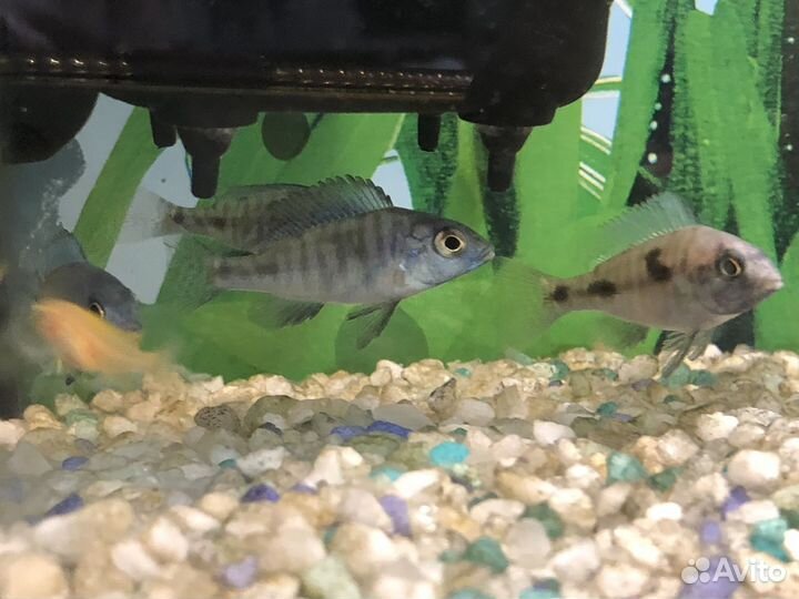 Подростки голубых дельфинов