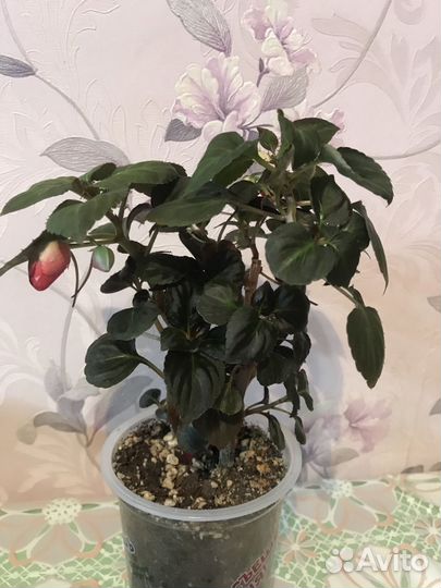 Бальзамин махровый