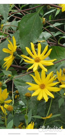 Топинамбур клубни цветы