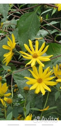 Топинамбур клубни цветы