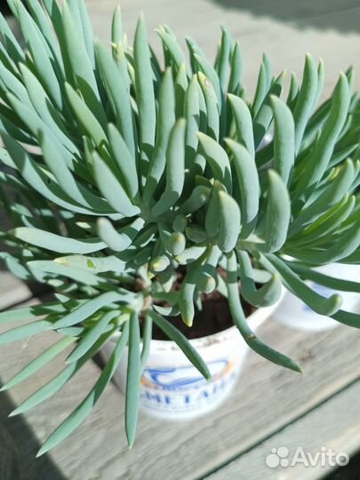 Суккулент Сенецио