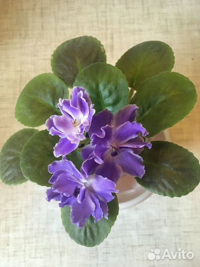 Сортовые фиалки