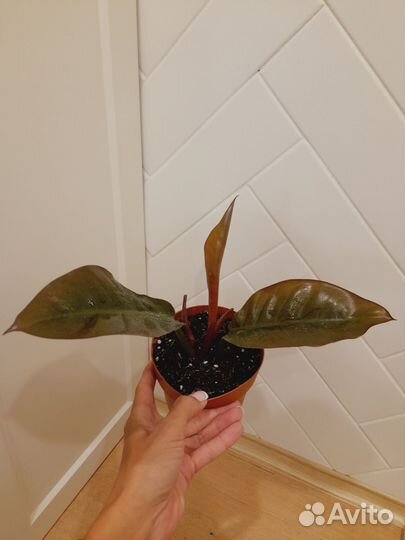 Филодендрон Империал Ред (imperial red)