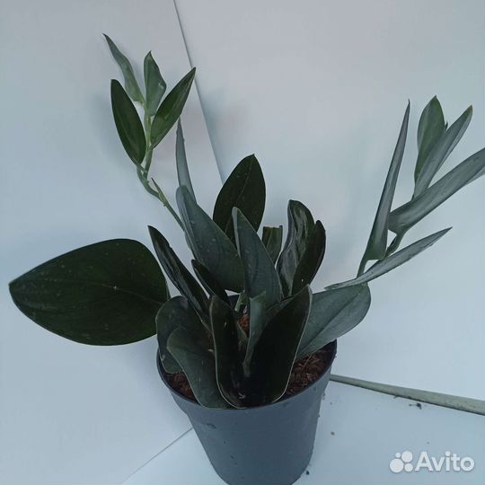 Сциндапсус