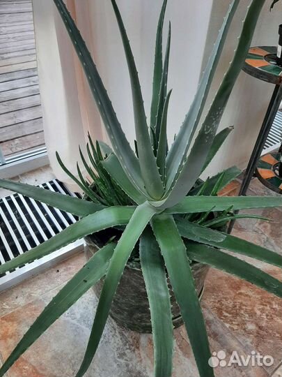 Алоэ вера детки