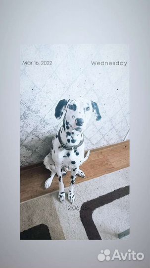 Вязка Далматин