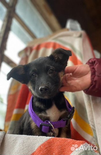 Щенок мальчик 3 мес