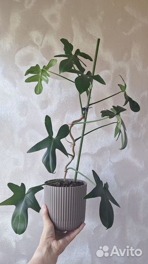 Филодендрон гитаровидный