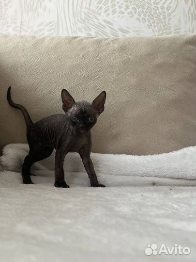 Канадский сфинкс