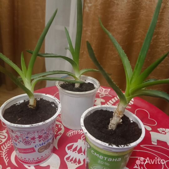 Алоэ столетник