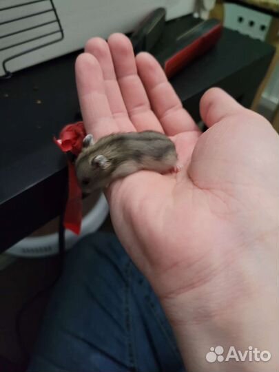 Джунгарский хомяк