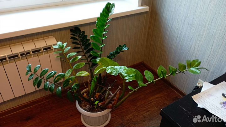 Замиокулькас