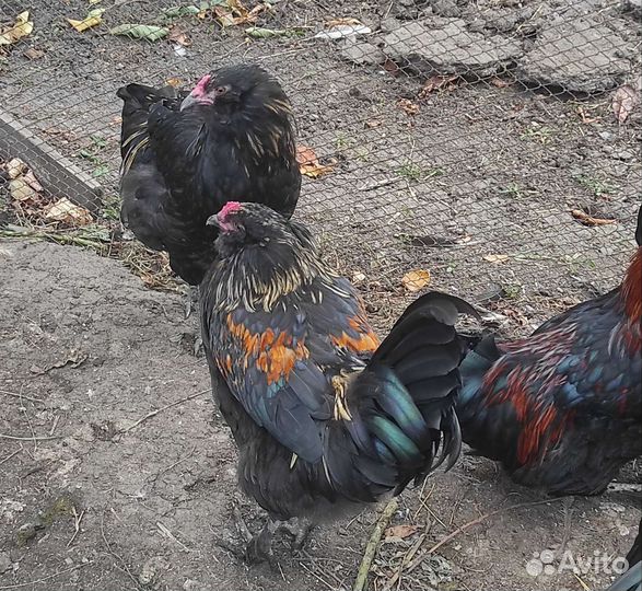 Петухи