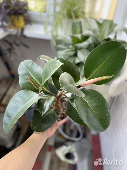 Фикус эластика каучуконосный