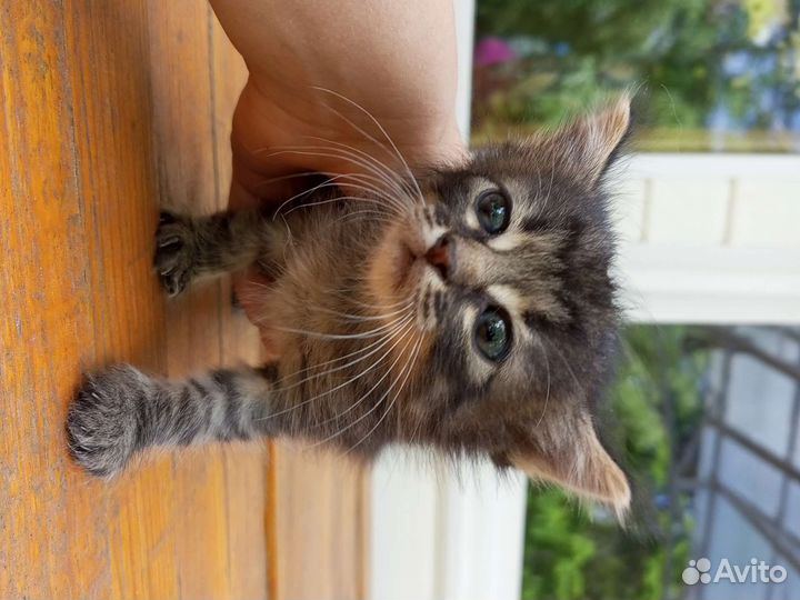Кошка в дар бесплатно