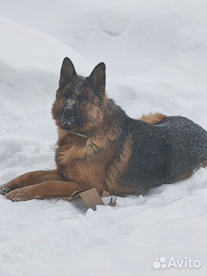 Вязка. Немец