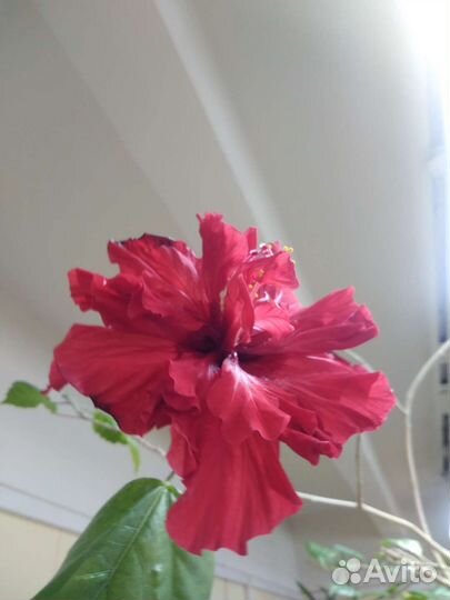 Домашние цветы