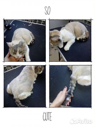 Грумер стрижка собак