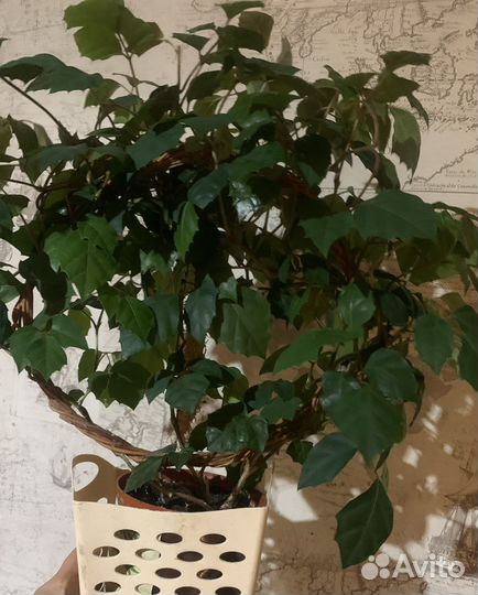 Циссус -березка