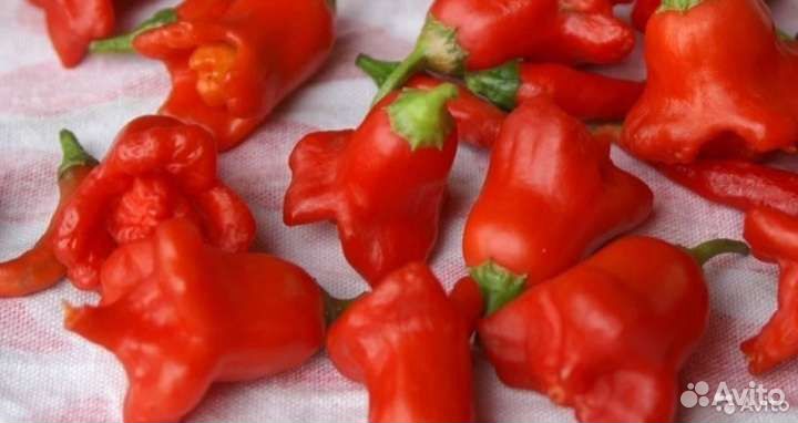 Семена редкого острого перца