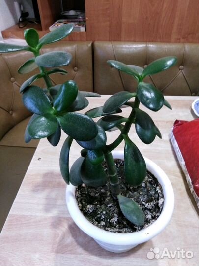 Денежное дерево или Толстянка или Крассула
