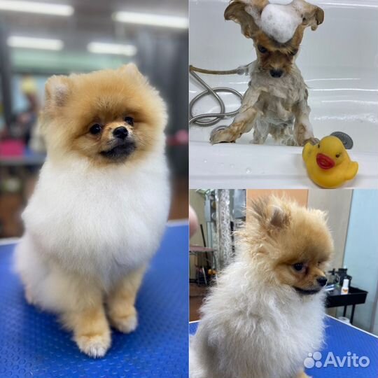 Груминг собак, кошек и др