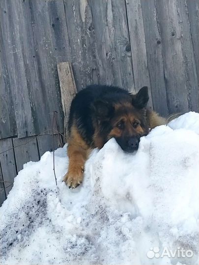 Немецкая овчарка