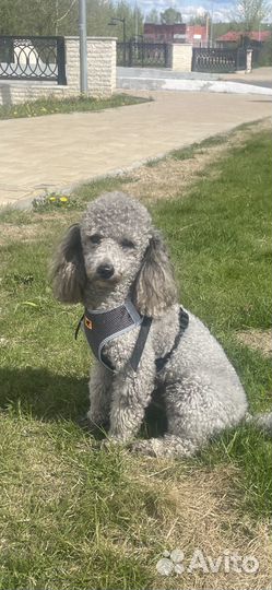 Карликовый пудель вязка