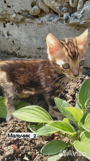 Котята бенгалы