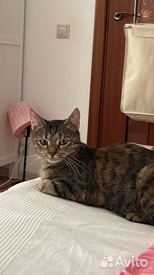 Кошка в дар привита стерилизована