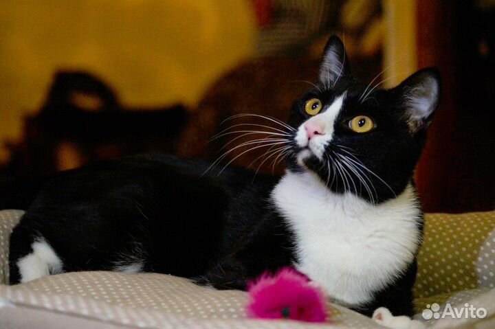 Красавец Сеймур