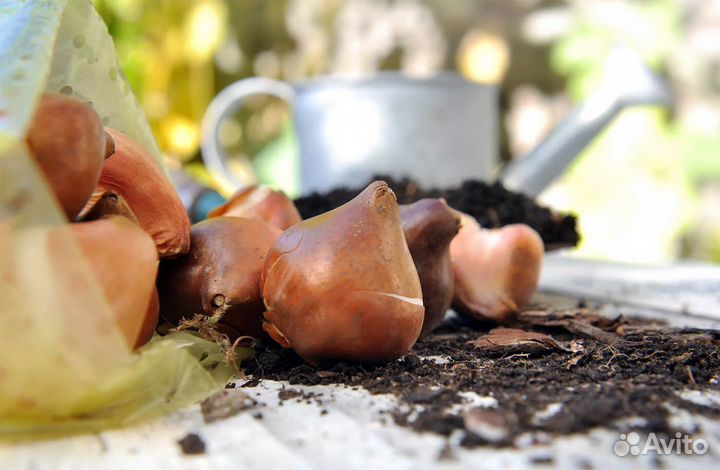 Луковица тюльпанов оптом 12;14+для выгонки