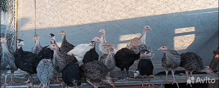 Молодки, индюшата,цесарки,разный возраст