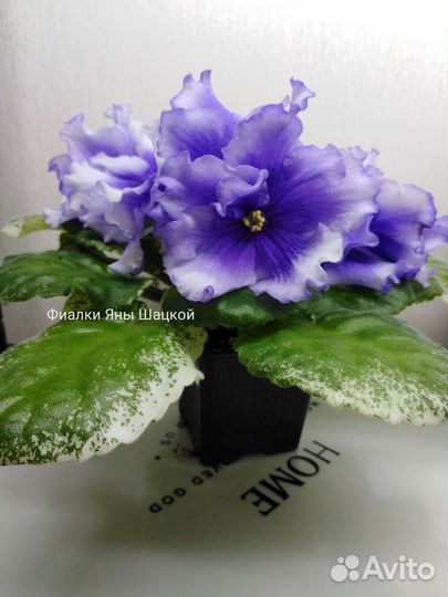 Фиалка сортовая