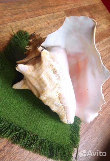 Большая океаническая раковина