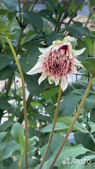 Клубни Георгина