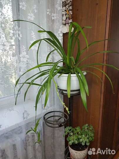 Хлорофитум, большое растение, комнатный цветок