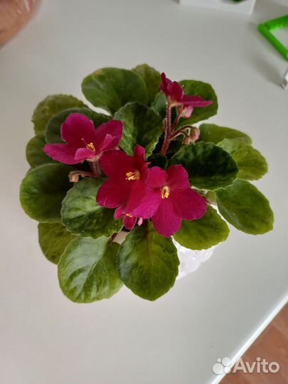 Фиалка в горшках