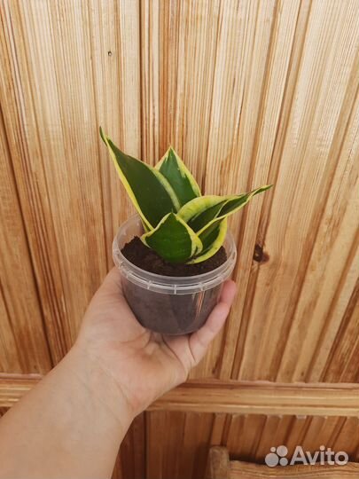 Сансевиерия ханни