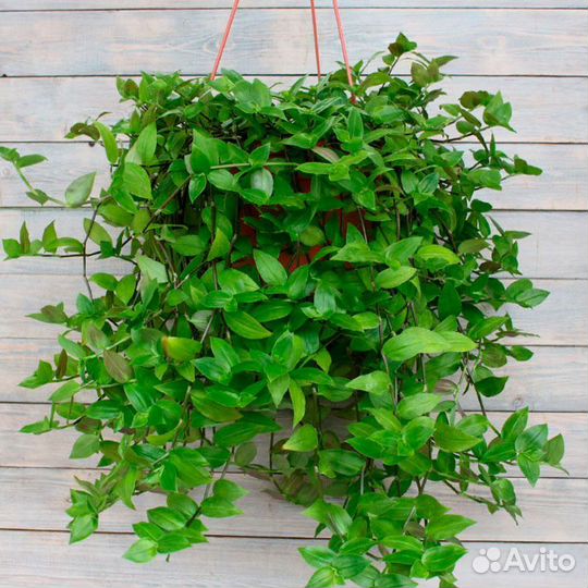 Традесканция